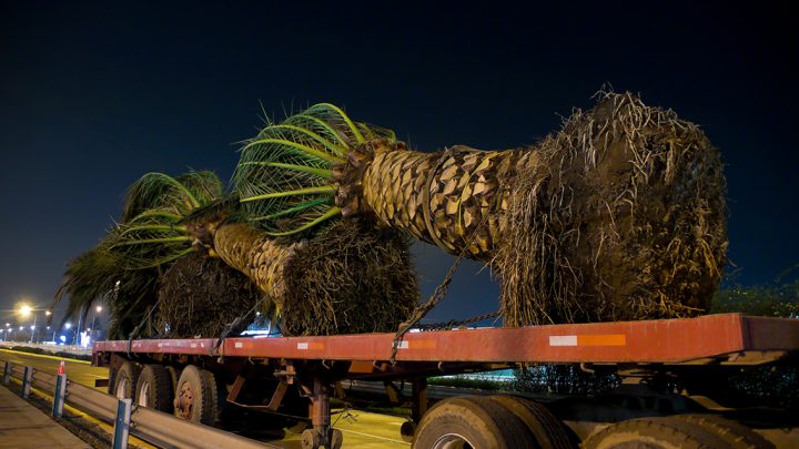 Palm trees used as decoration in a shopping center. Santiago, Chile.